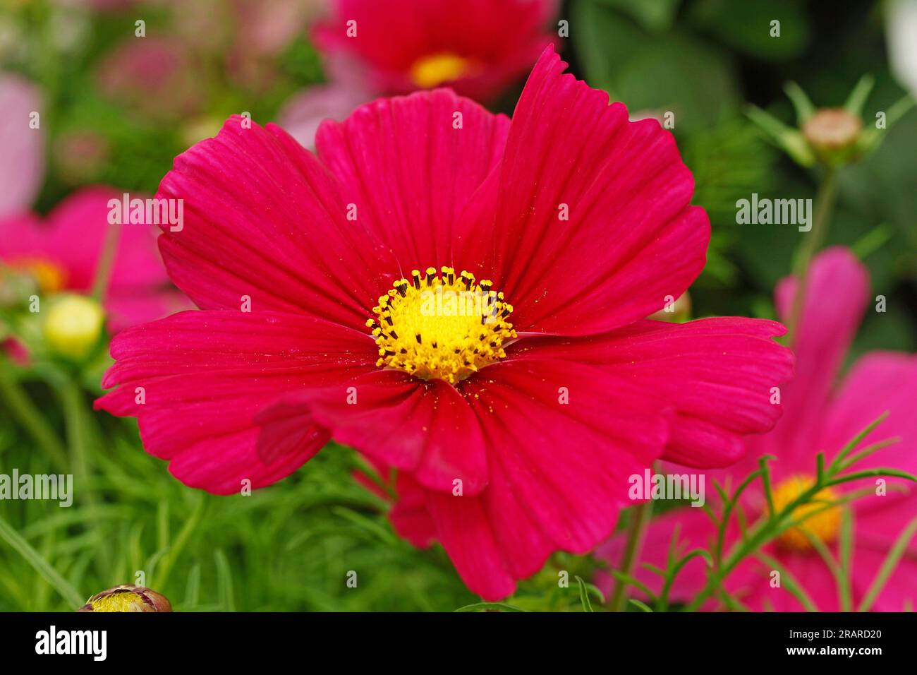 Cosmos flowers. Cosmos bipinnatus Stock Photo Alamy