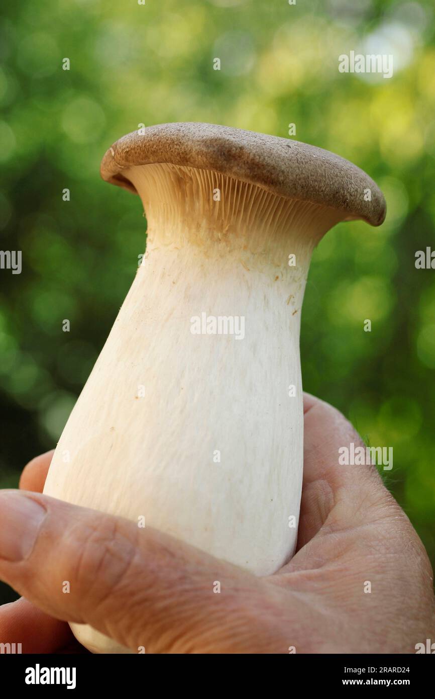 Eringi. King oyster mushroom. Pleurotus eryngii Stock Photo Alamy