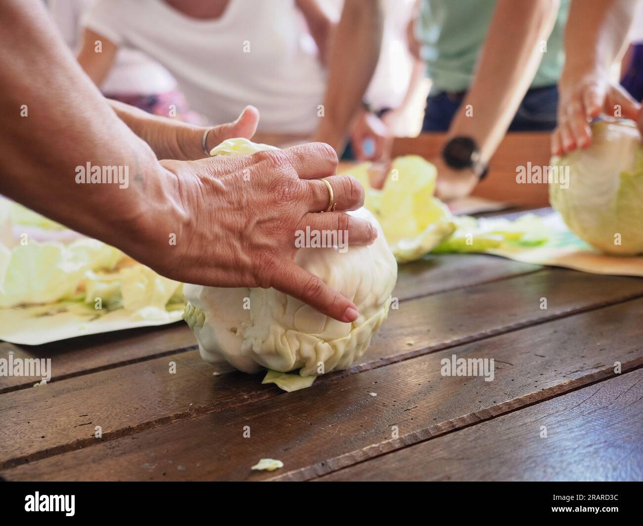 woman cutting and kneading cabbage leaves to make a compress to lower body part inflammation. Natural home made italian antique remedies concept. Stock Photo