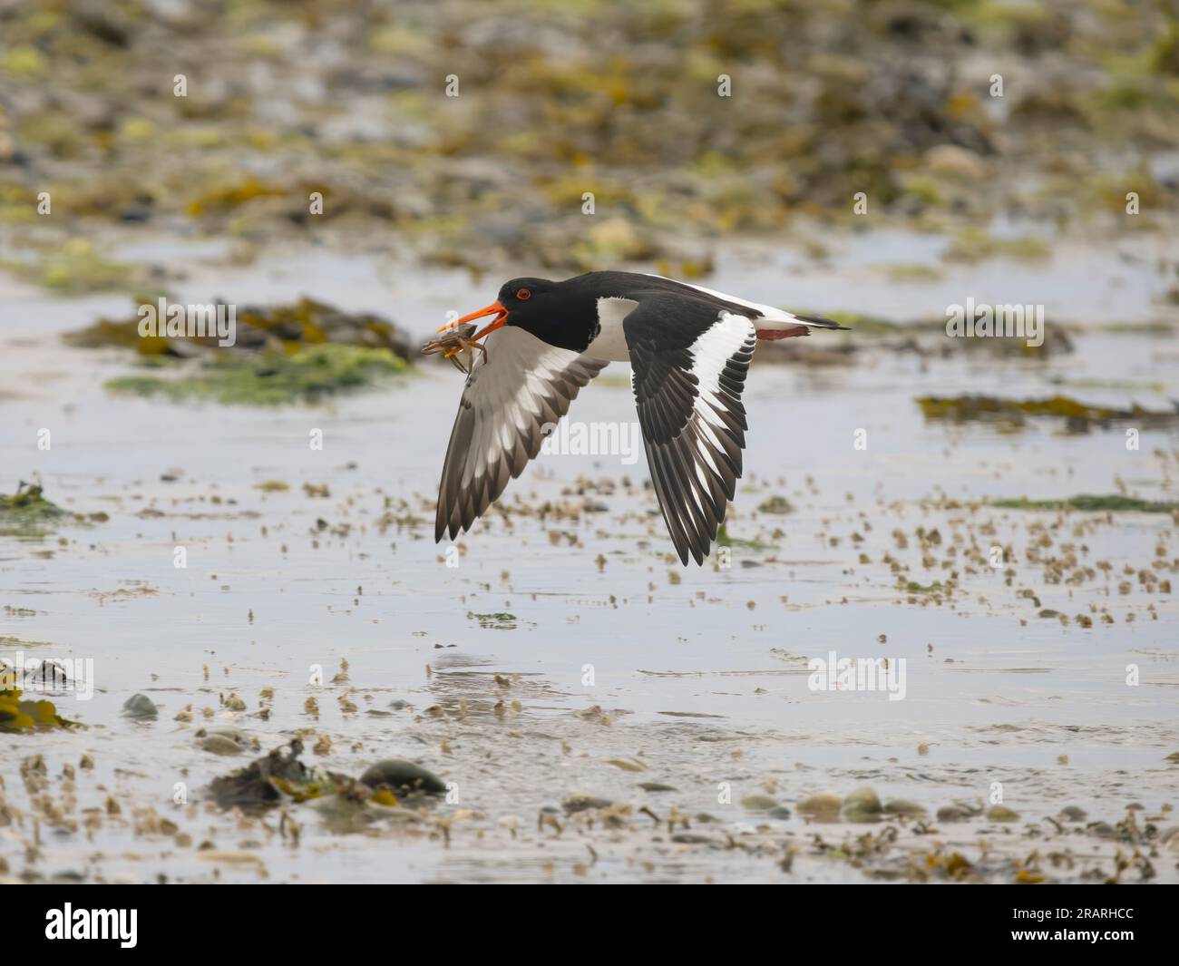 Oystercatcher, Haematopus ostralegus, single bird in flight, Anglesey