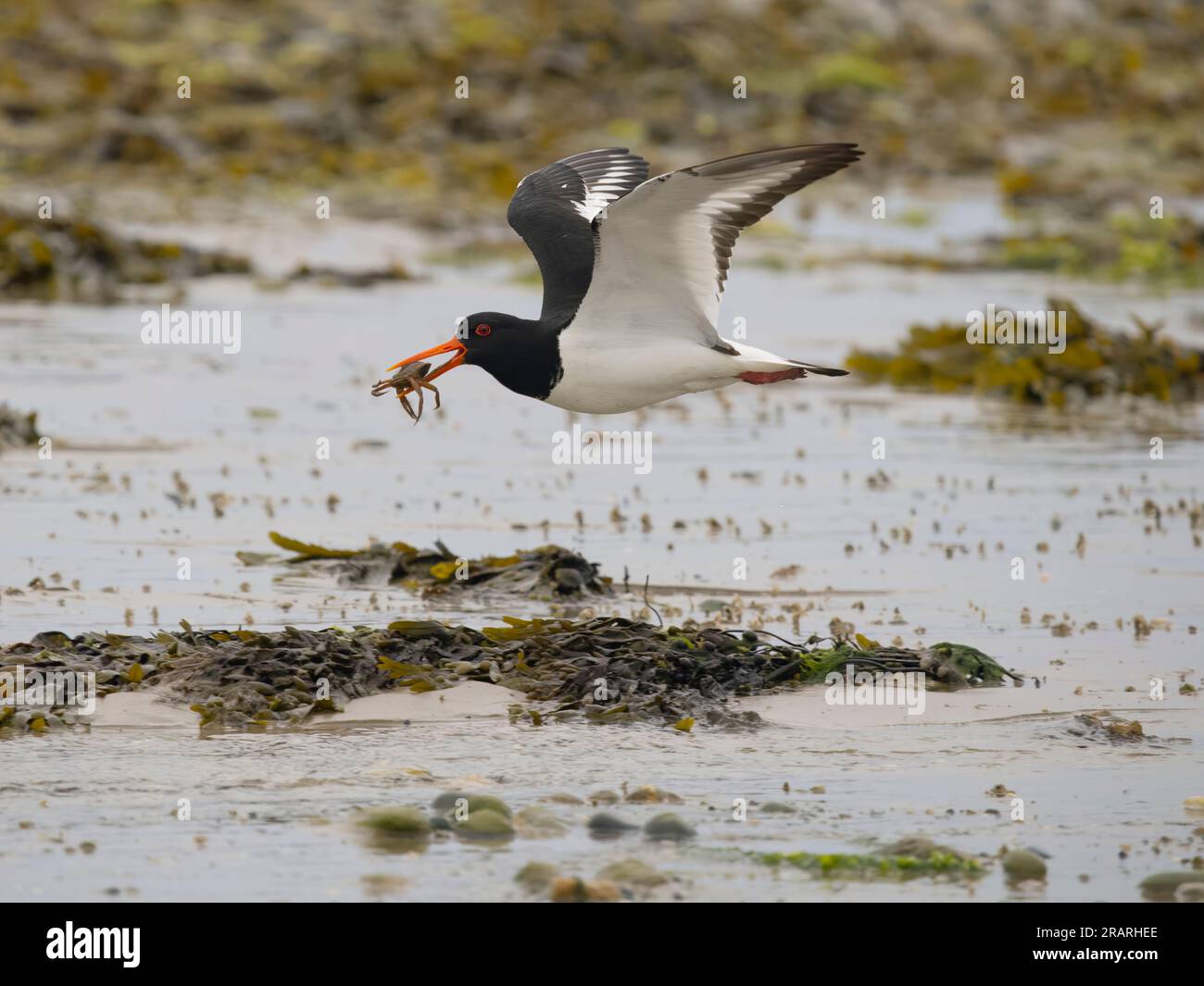 Oystercatcher, Haematopus ostralegus, single bird in flight, Anglesey