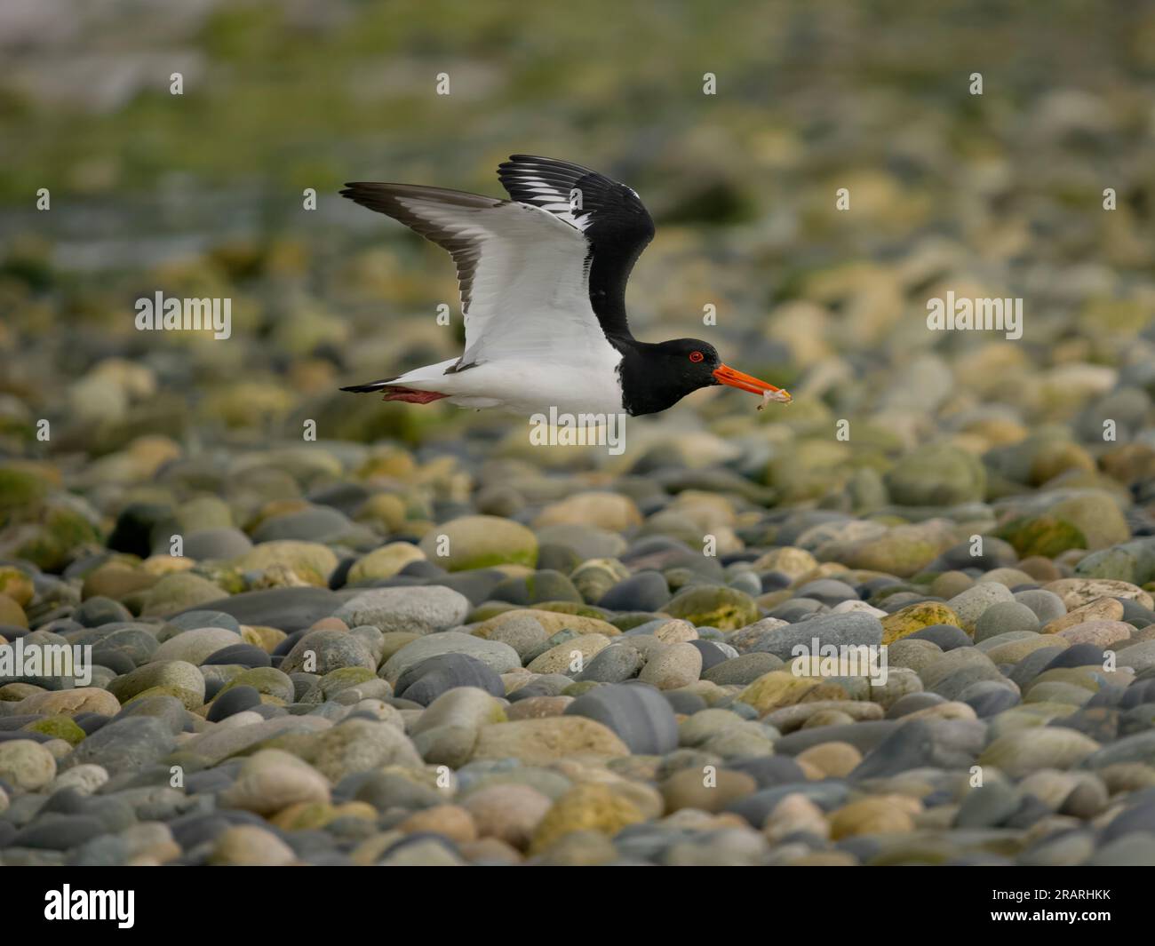 Oystercatcher, Haematopus ostralegus, single bird in flight, Anglesey