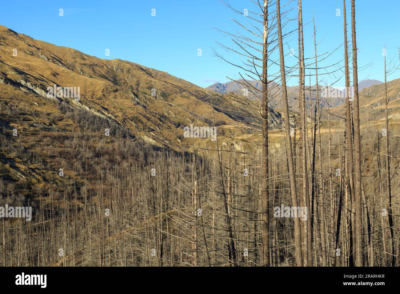 Skippers Canyon, Central Otago, New Zealand. A dead forest of invasive 'wilding' pines, deliberately killed with herbicide, in the stark landscape Stock Photo