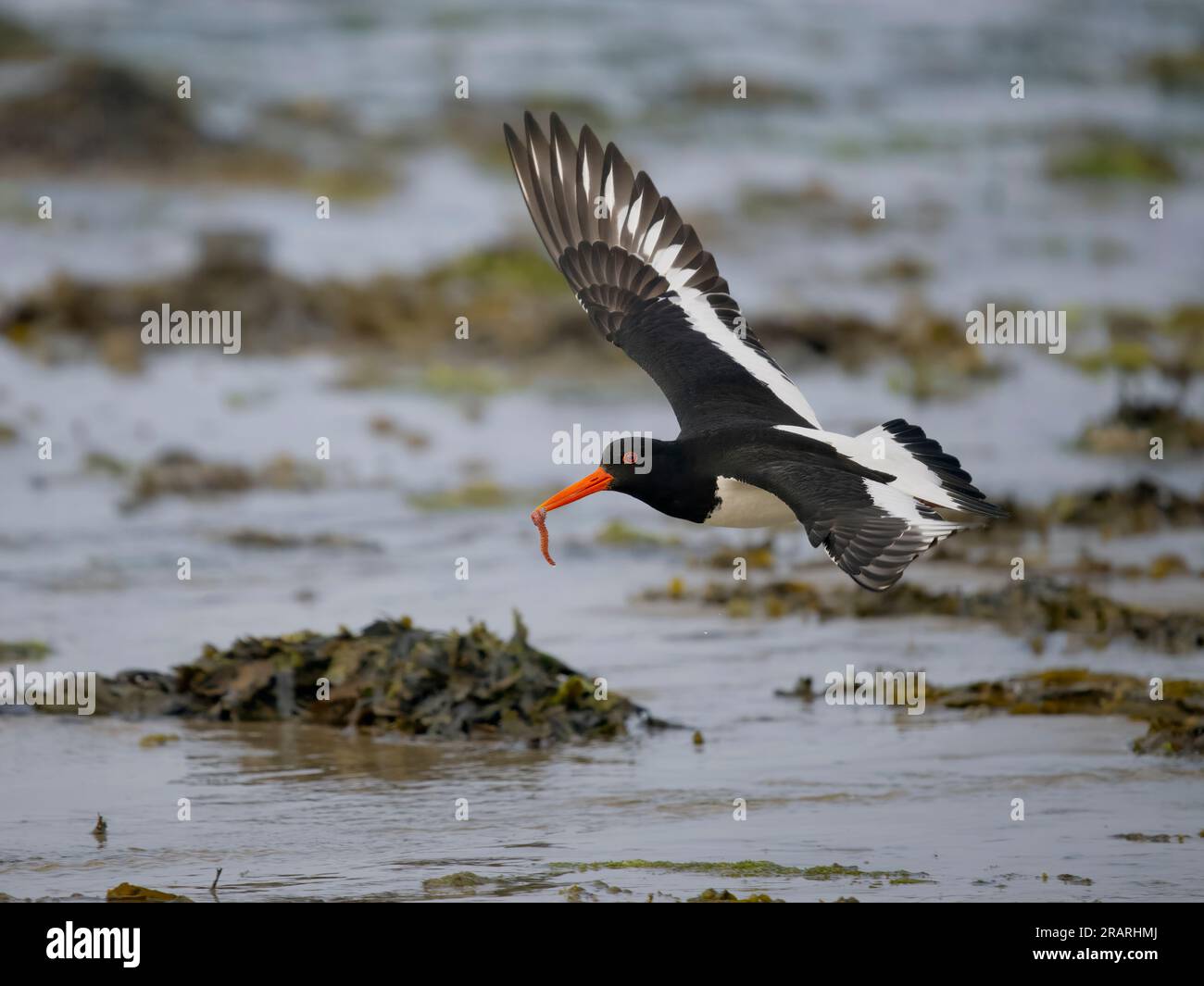 Oystercatcher, Haematopus ostralegus, single bird in flight, Anglesey