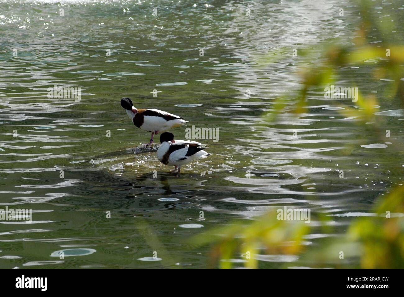 two ducks perched on a rock in the middle of the lake Stock Photo