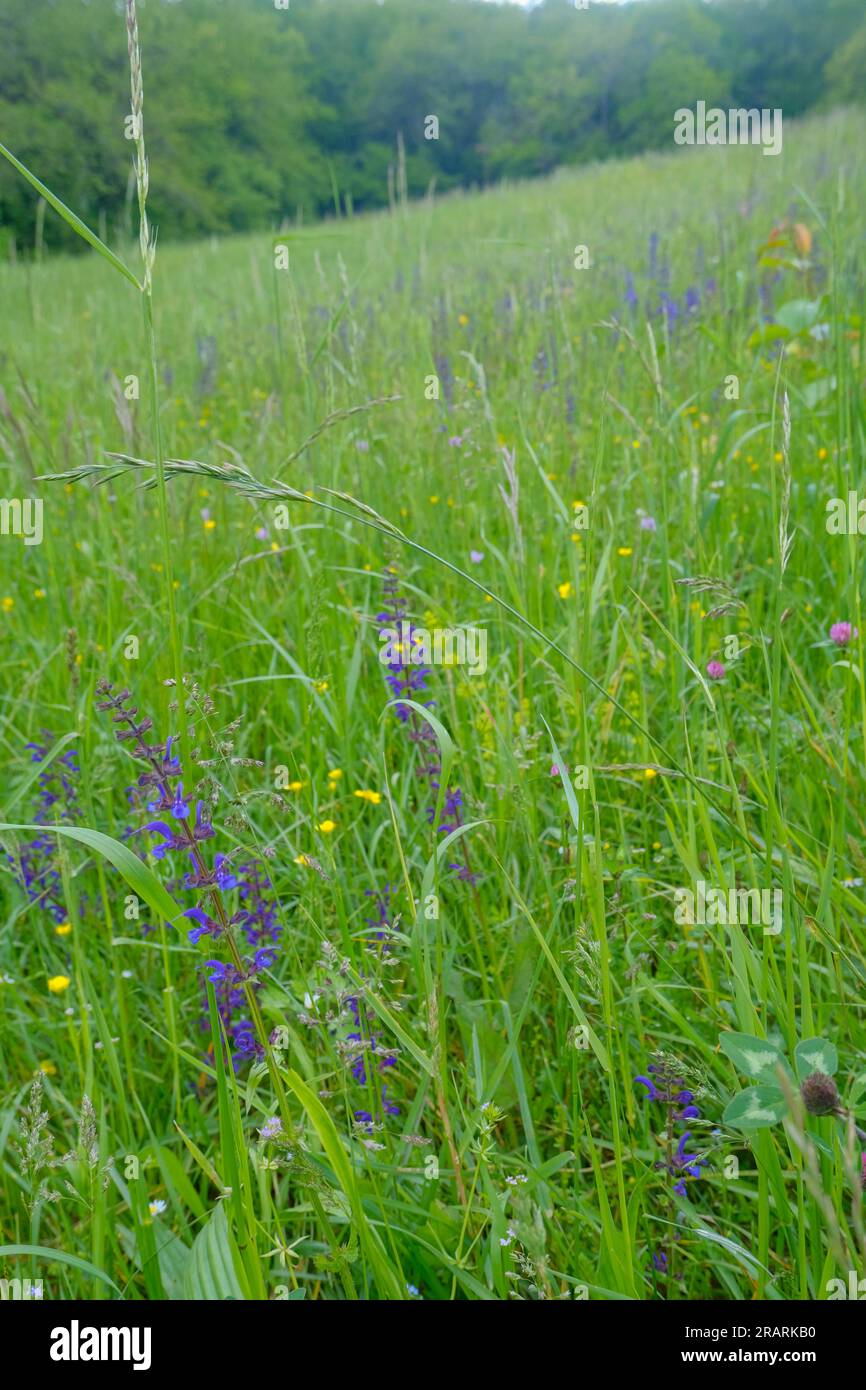 Purple wildflowers hi-res stock photography and images - Alamy