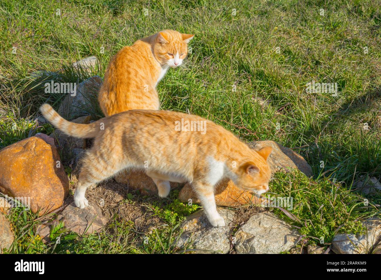 Tabby and white cats. Stock Photo
