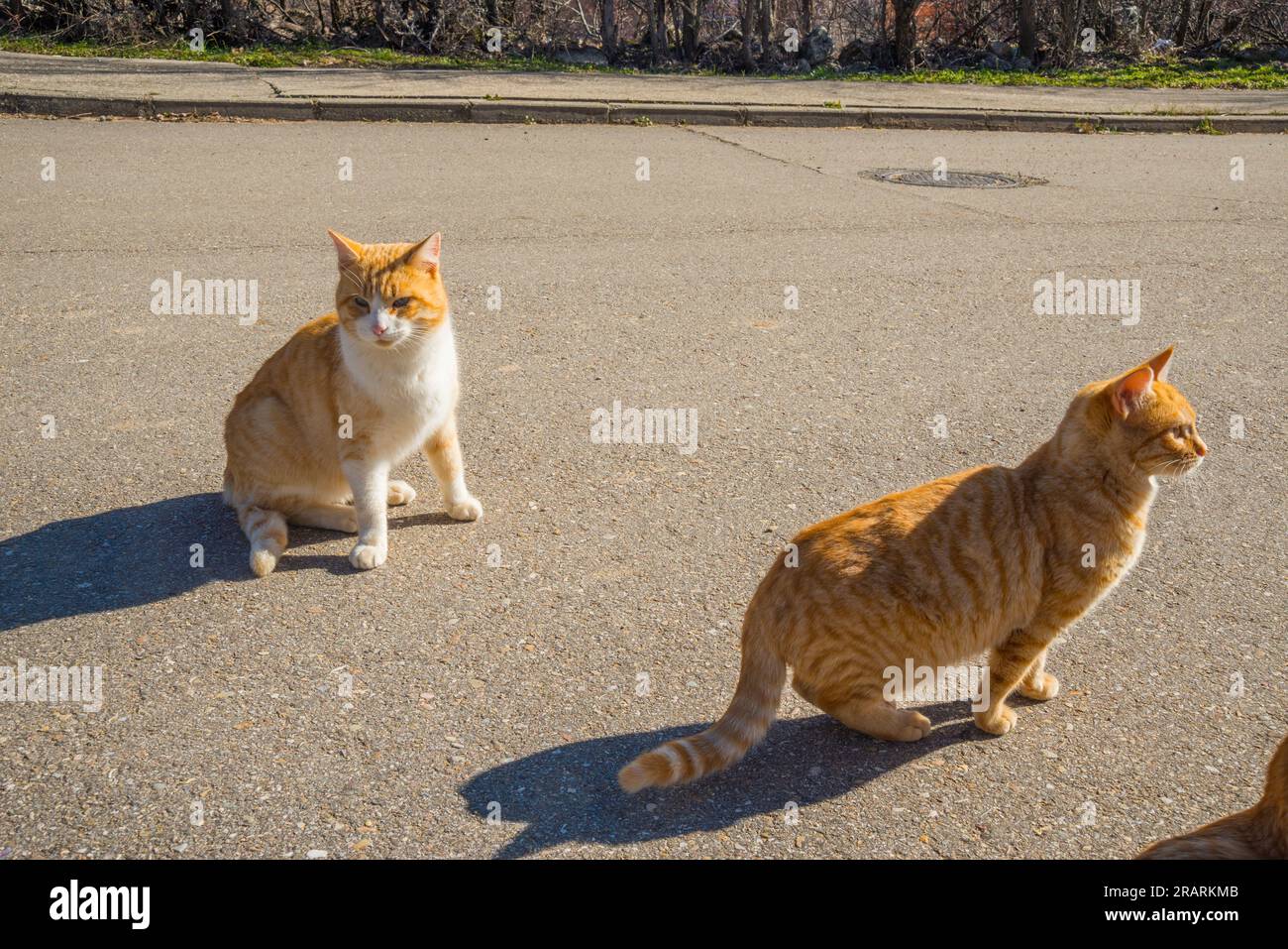 Two stray cats. Stock Photo