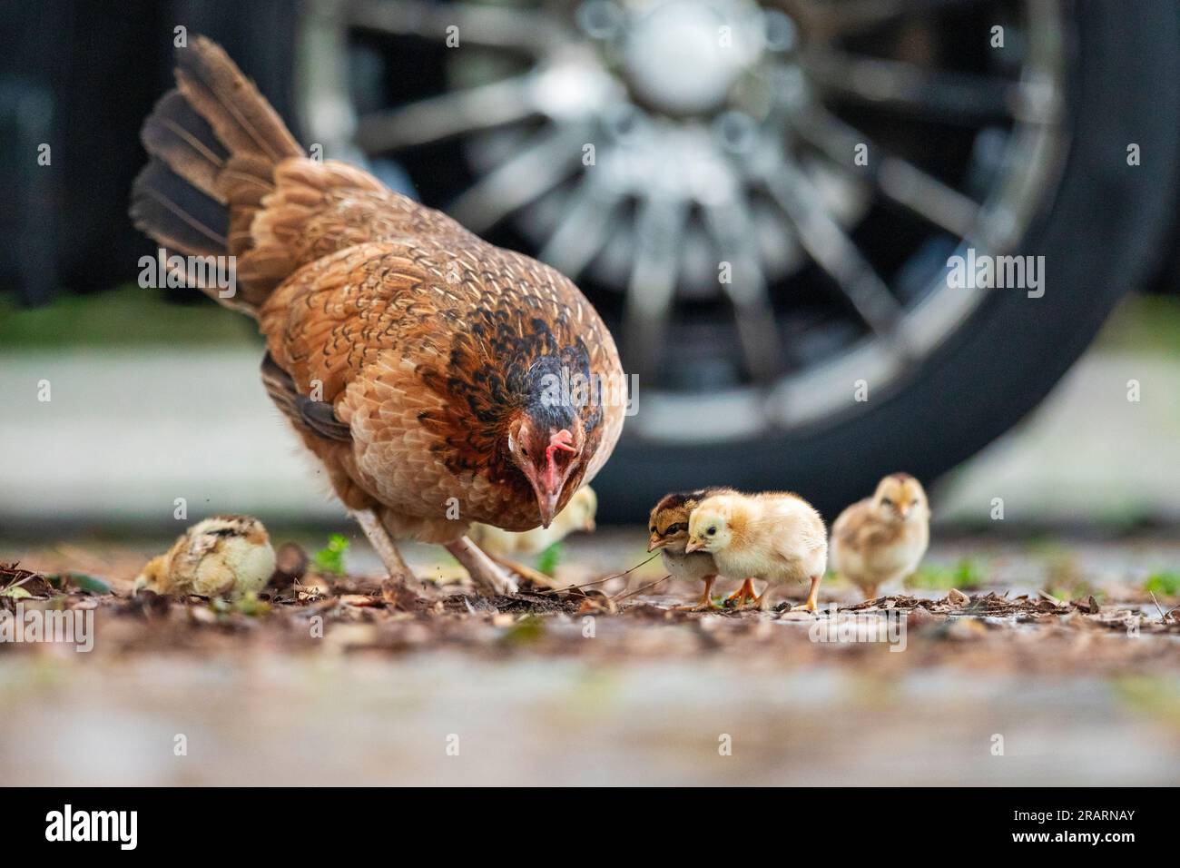 A wild chicken hen helps her clutch of chicks to forage in a car park, Singapore Stock Photo