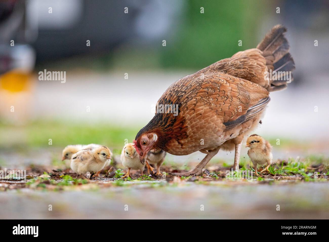 A wild chicken hen helps her clutch of chicks to forage in a car park, Singapore Stock Photo