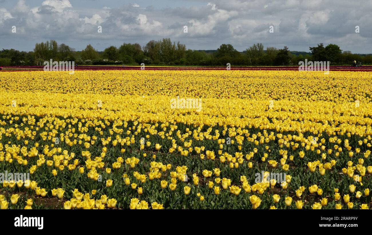 Vibrant colours of Tulip Fields, Norfolk UK Stock Photo Alamy