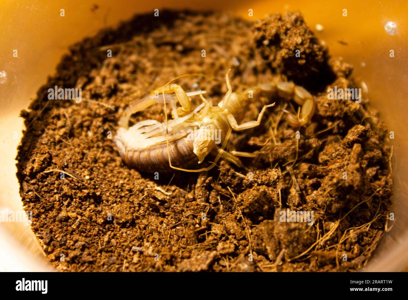 scorpion Hottentotta hottentotta moult. poisonous insect from Africa. Stock Photo