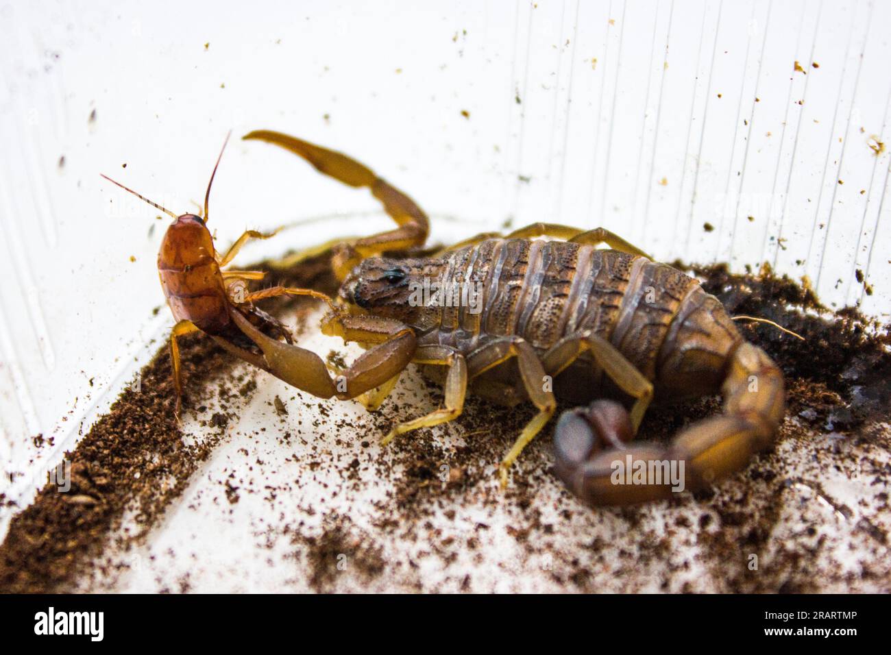 scorpion Hottentotta hottentotta eats a cricket or a cockroach. Stock Photo