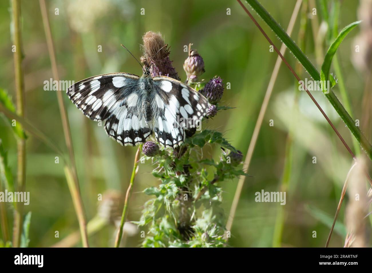 Dorney, Buckinghamshire, UK. A Melanargia galathea, a Marbled white butterfly with distinctive black and white markings feeding in grassland. The Marbled White is a medium-sized butterfly in the family Nymphalidae Stock Photo