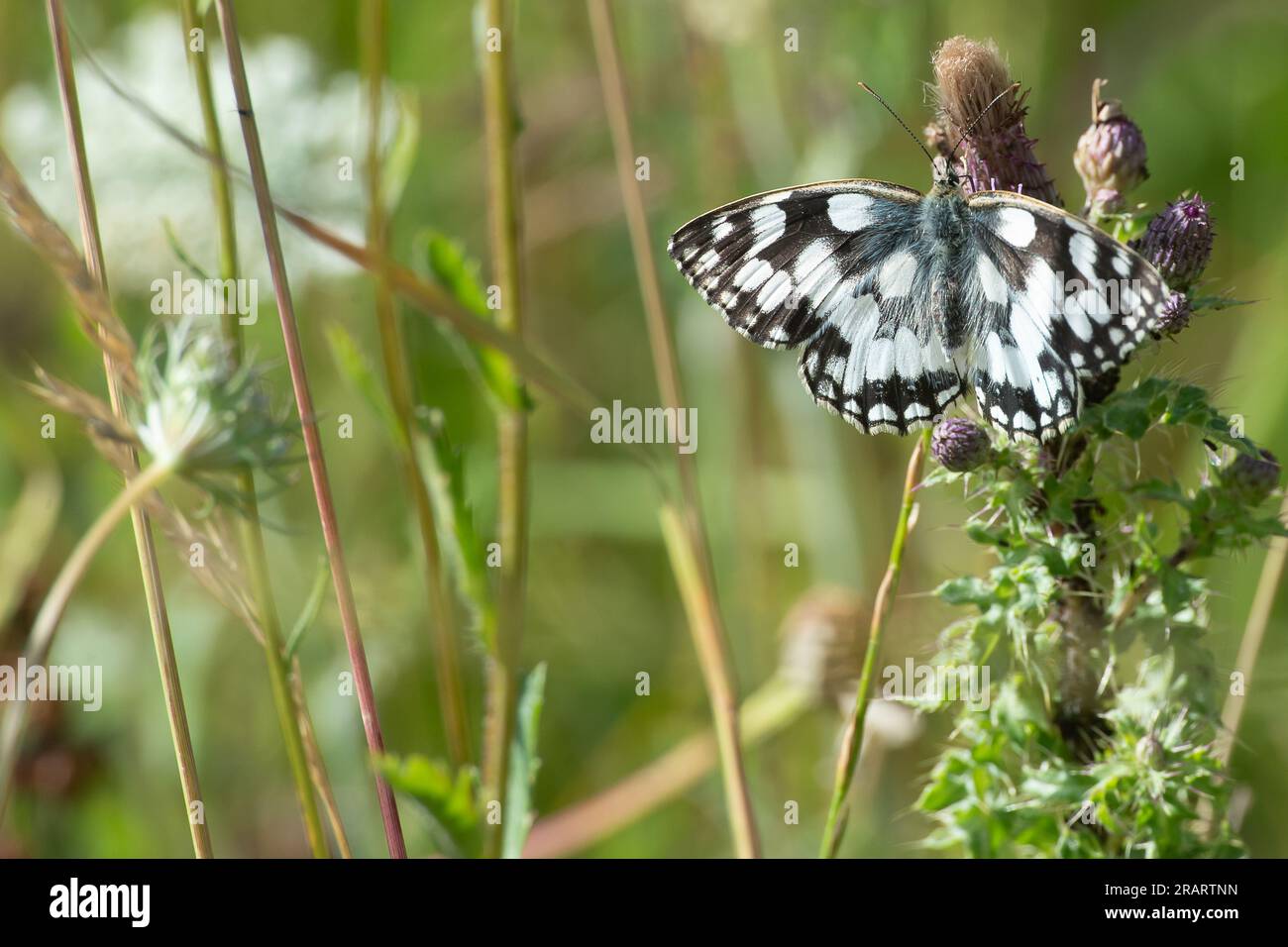 Dorney, Buckinghamshire, UK. A Melanargia galathea, a Marbled white butterfly with distinctive black and white markings feeding in grassland. The Marbled White is a medium-sized butterfly in the family Nymphalidae Stock Photo