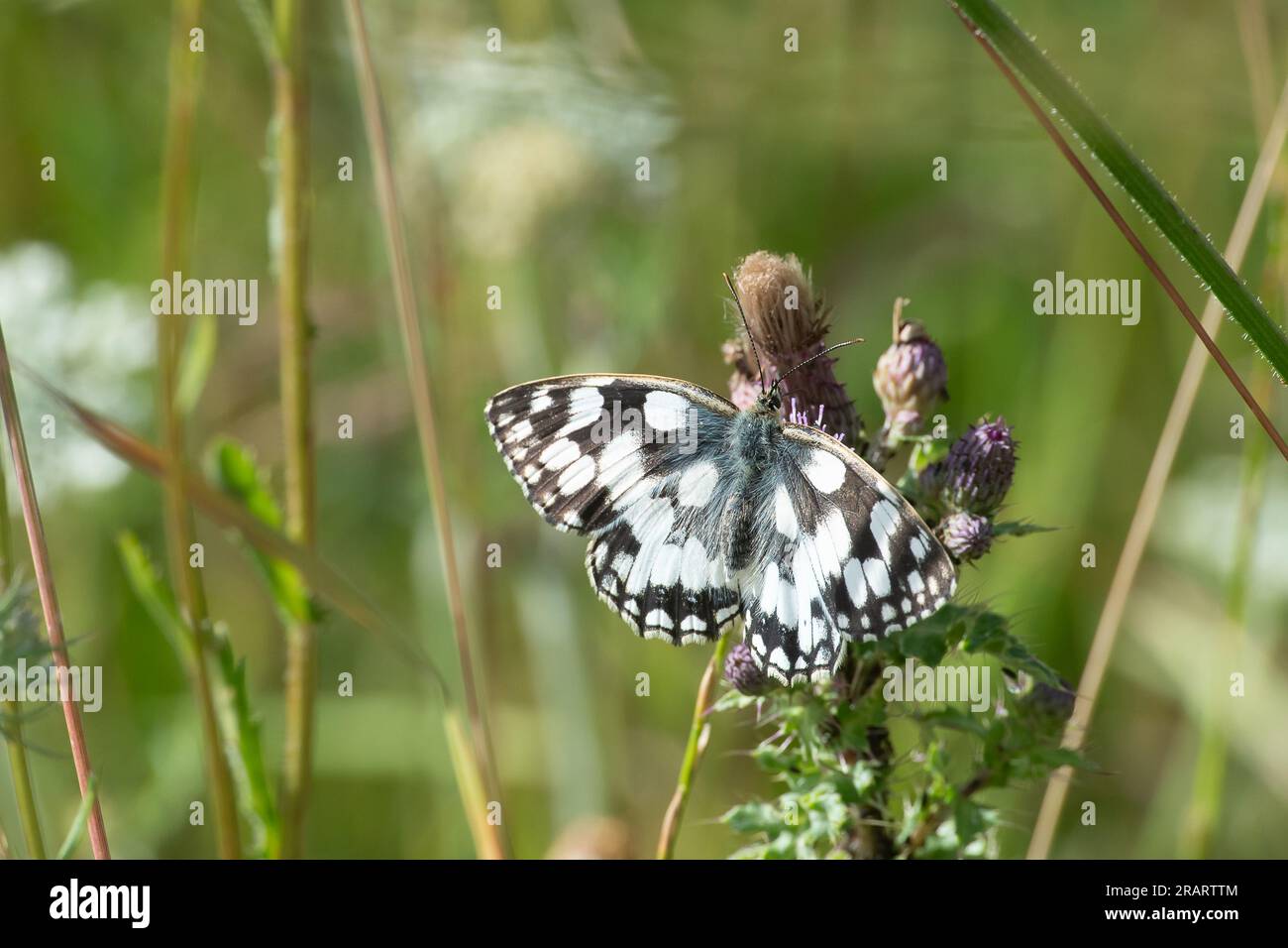 Dorney, Buckinghamshire, UK. A Melanargia galathea, a Marbled white butterfly with distinctive black and white markings feeding in grassland. The Marbled White is a medium-sized butterfly in the family Nymphalidae Stock Photo