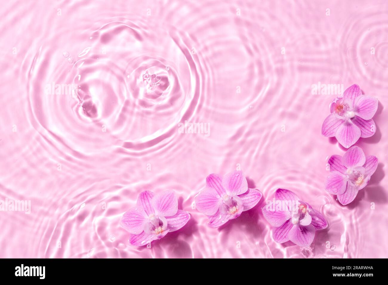 White orchid on transparent hires stock photography and images Alamy