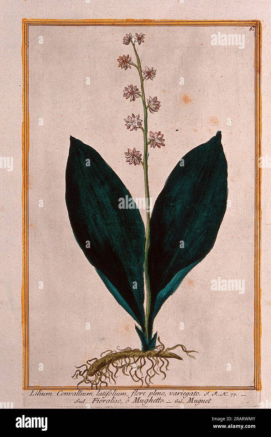 Lilyofthevalley (Convallaria species) entire flowering plant