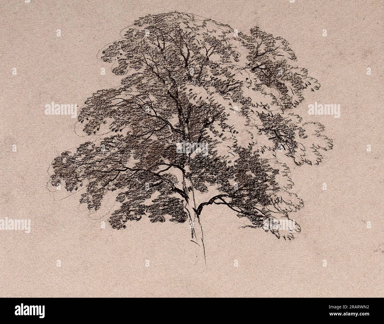 A tree in leaf. Charcoal drawing. Physical description 1 drawing