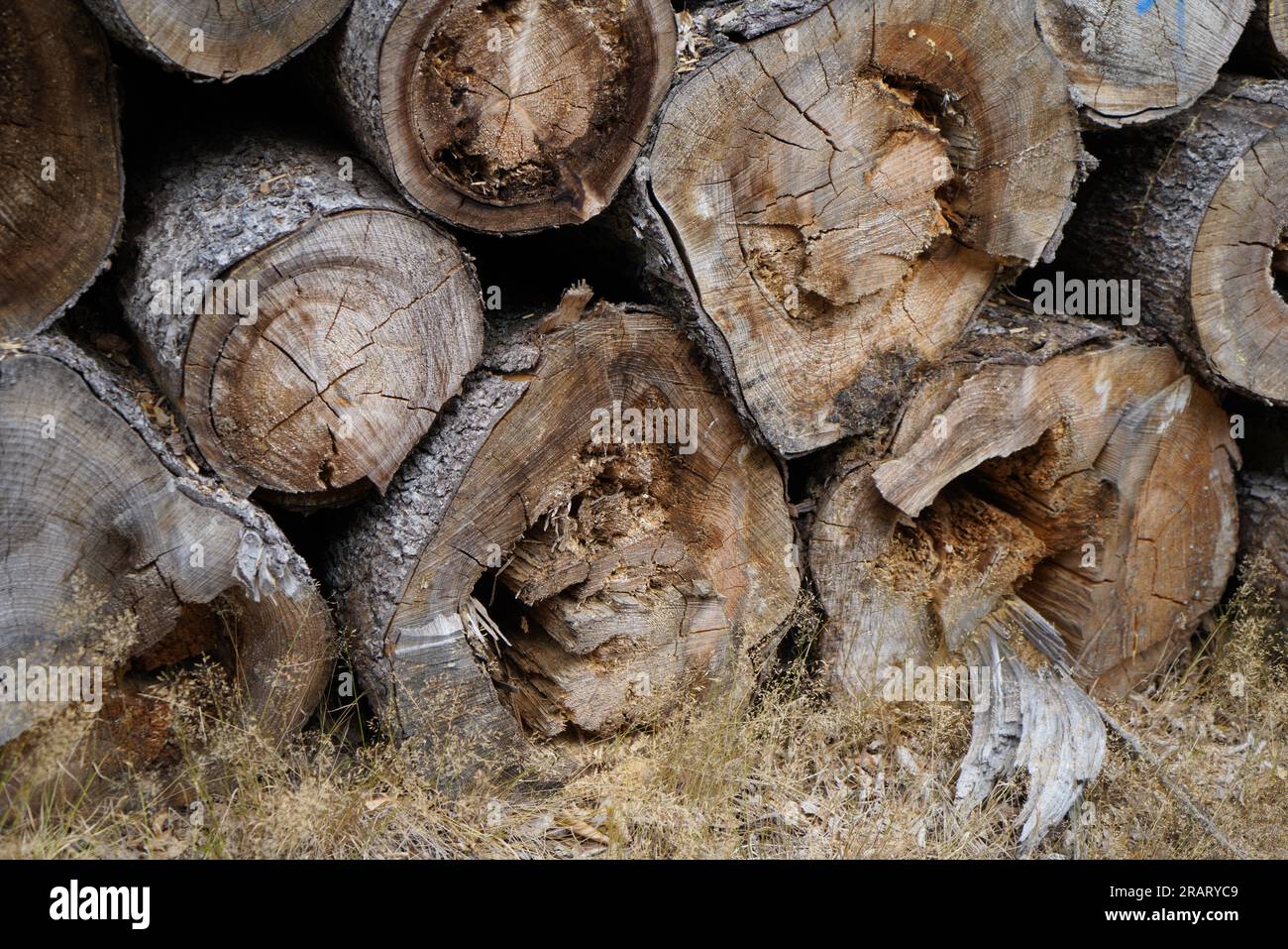 Diseased trees in the forest cut down and stored for firewood Stock