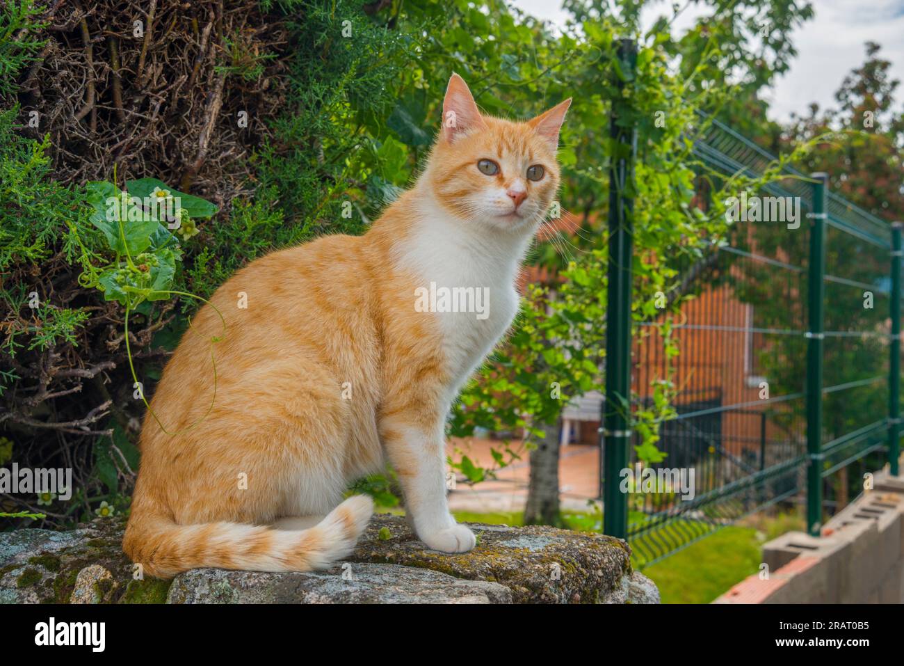 Tabby and white cat in a garden. Stock Photo