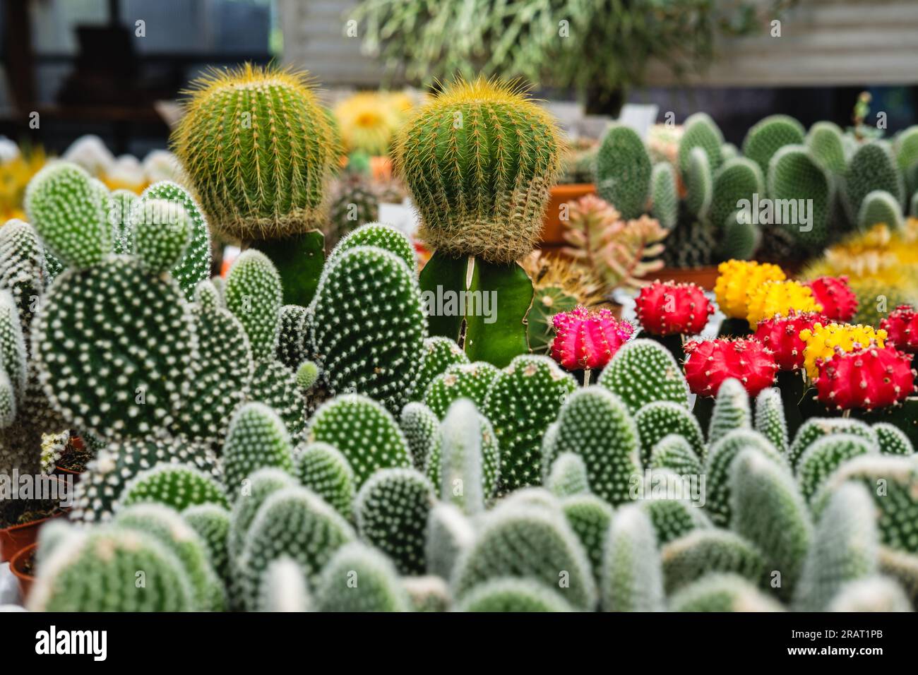 Buying a cactus. Different types of small cacti plants for sale at the