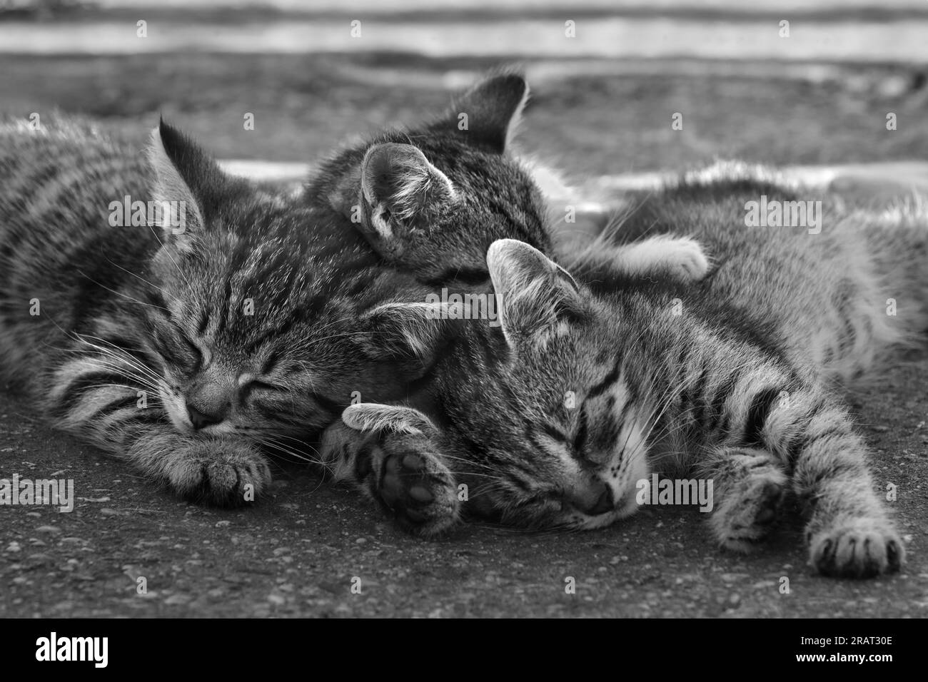 Three kittens asleep outside in the summer heat in black and white
