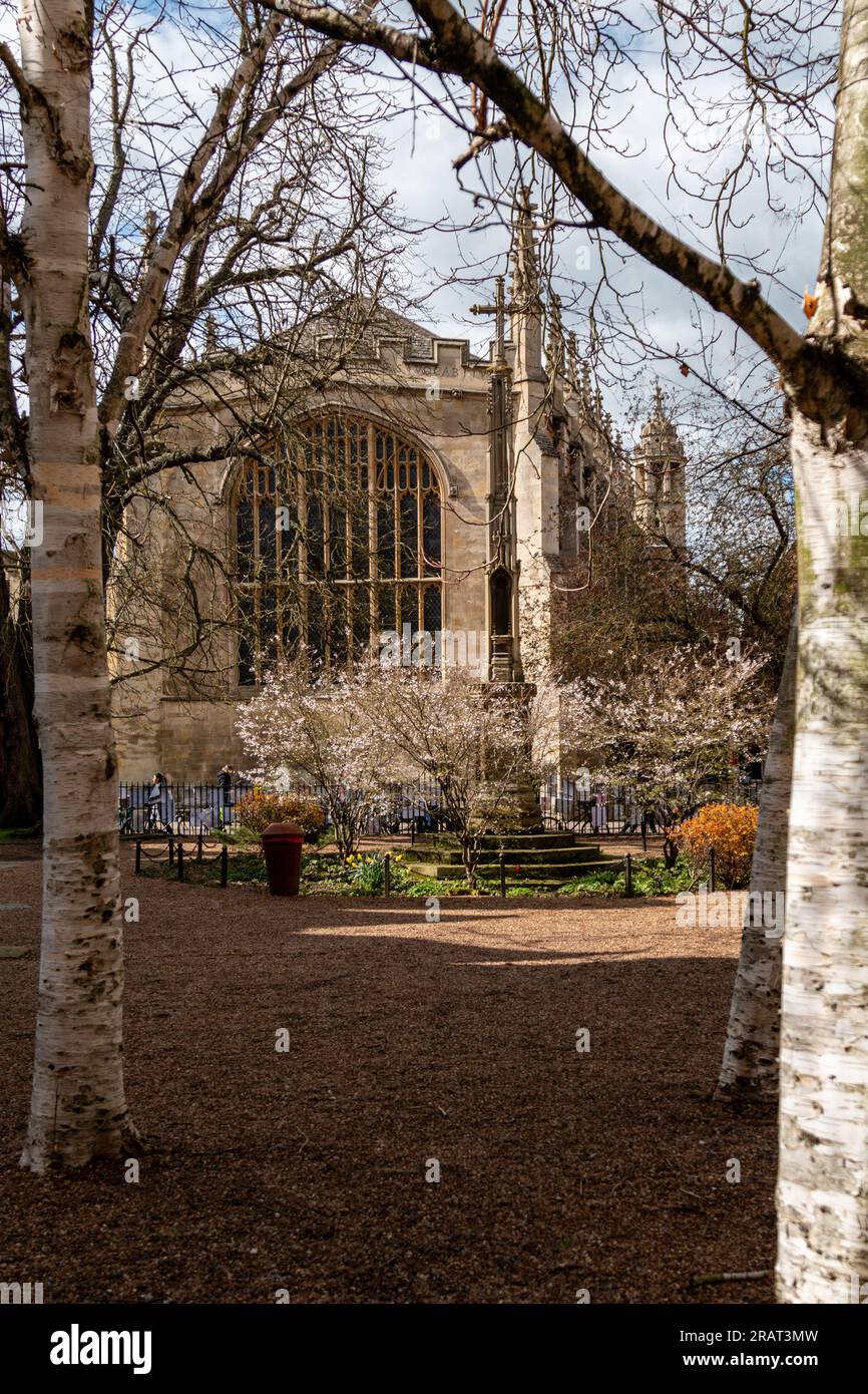 The view of Trinity College Chapel seen through the cherry birches and blossoms growing in All Saints Garden, Cambridge, UK Stock Photo