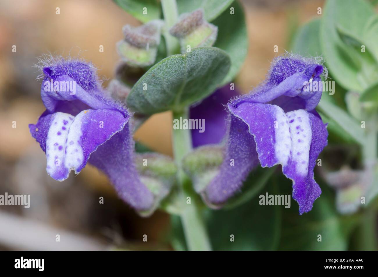 Wrights skullcap hi-res stock photography and images - Alamy