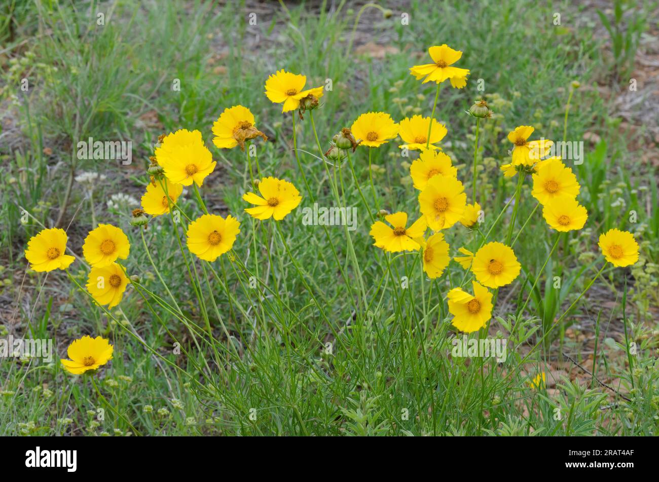 Largeflower Tickseed, Coreopsis grandiflora Stock Photo