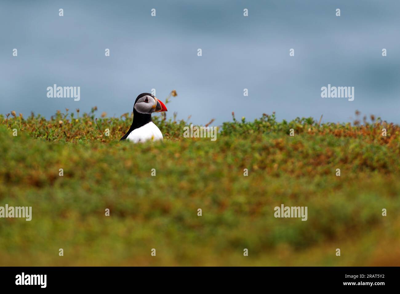 Puffin taking a look at the world stock photo alamy