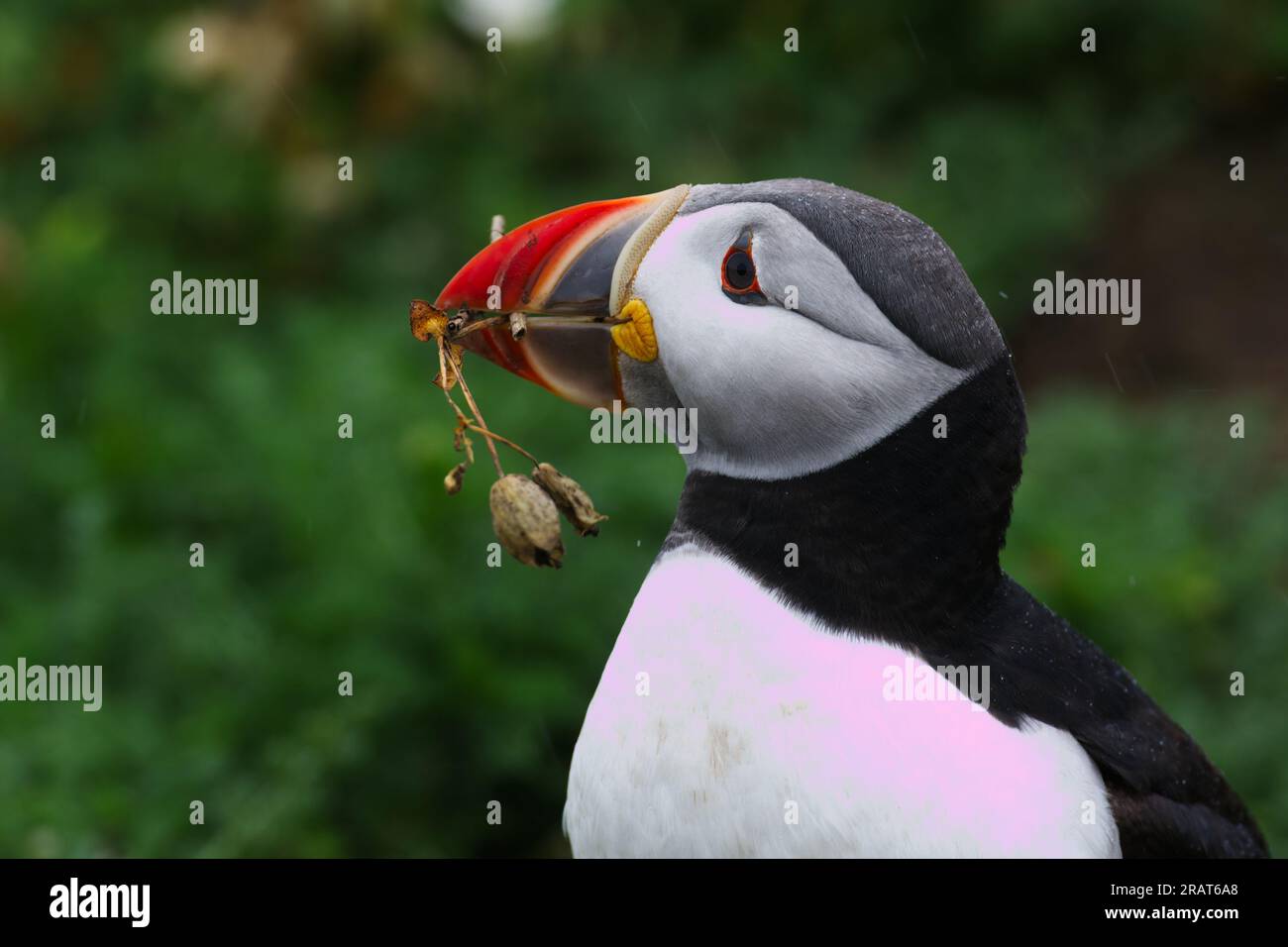 Puffins Using Sticks Puffin Close up with stick in beak collecting for nest Stock Photo - Alamy