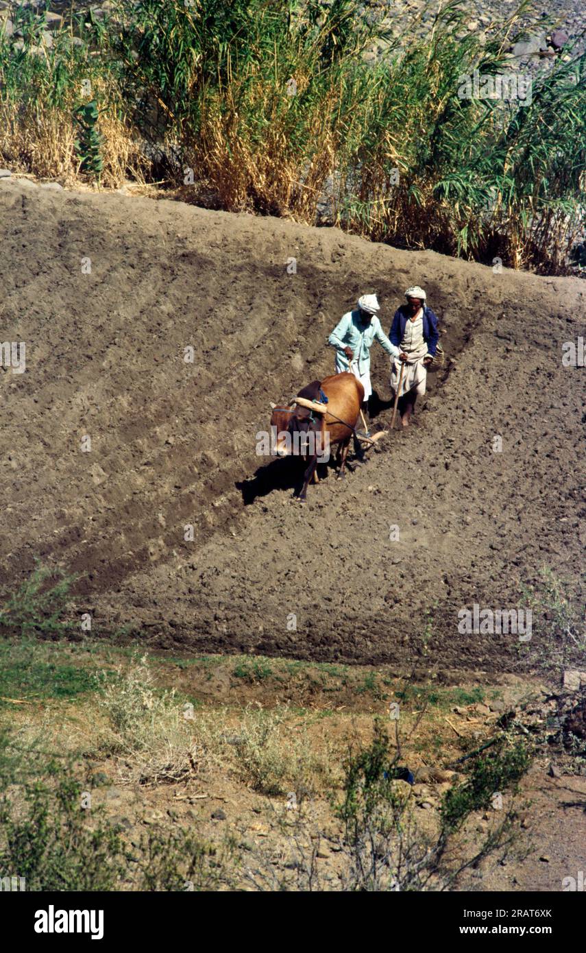 Amra Yemen Farmers Contour Ploughing With An Ox Stock Photo Alamy
