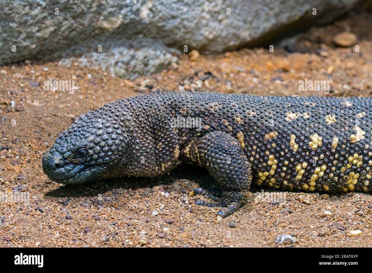 Rio Fuerte beaded lizard (Heloderma horridum exasperatum), venomous species of lizard native to the tropical forests and shrublands of western Mexico Stock Photo