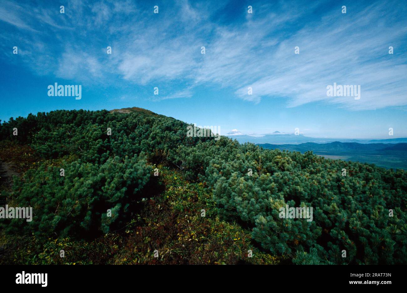 Boreal forest russia hi-res stock photography and images - Alamy