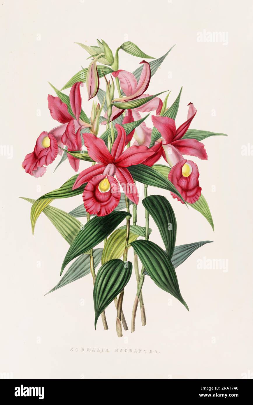 Stunning orchid plant and flowers indigenous to Mexico and Guatemala, meticulously painted during the 19th century. Stock Photo