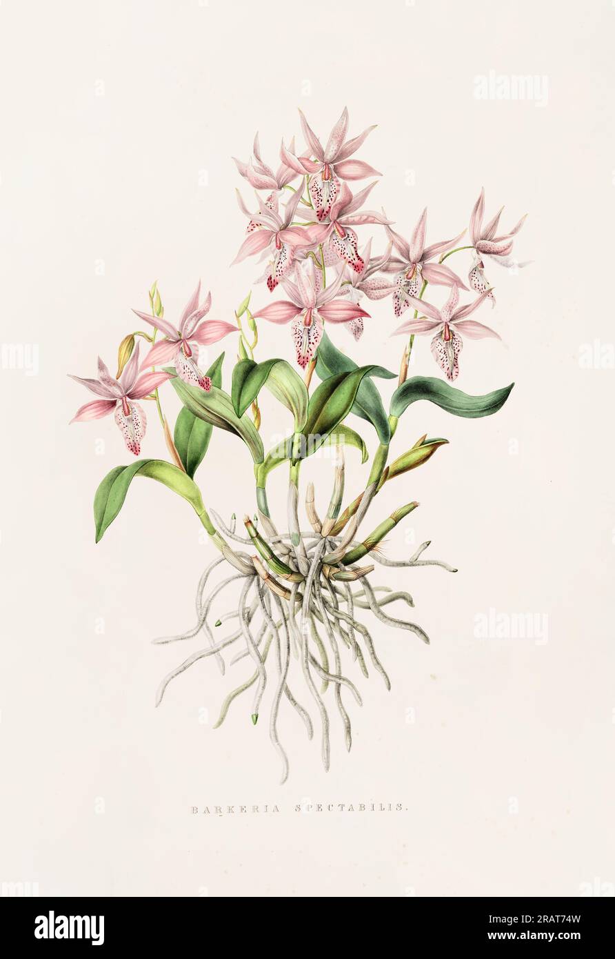 Stunning orchid plant and flowers indigenous to Mexico and Guatemala, meticulously painted during the 19th century. Stock Photo
