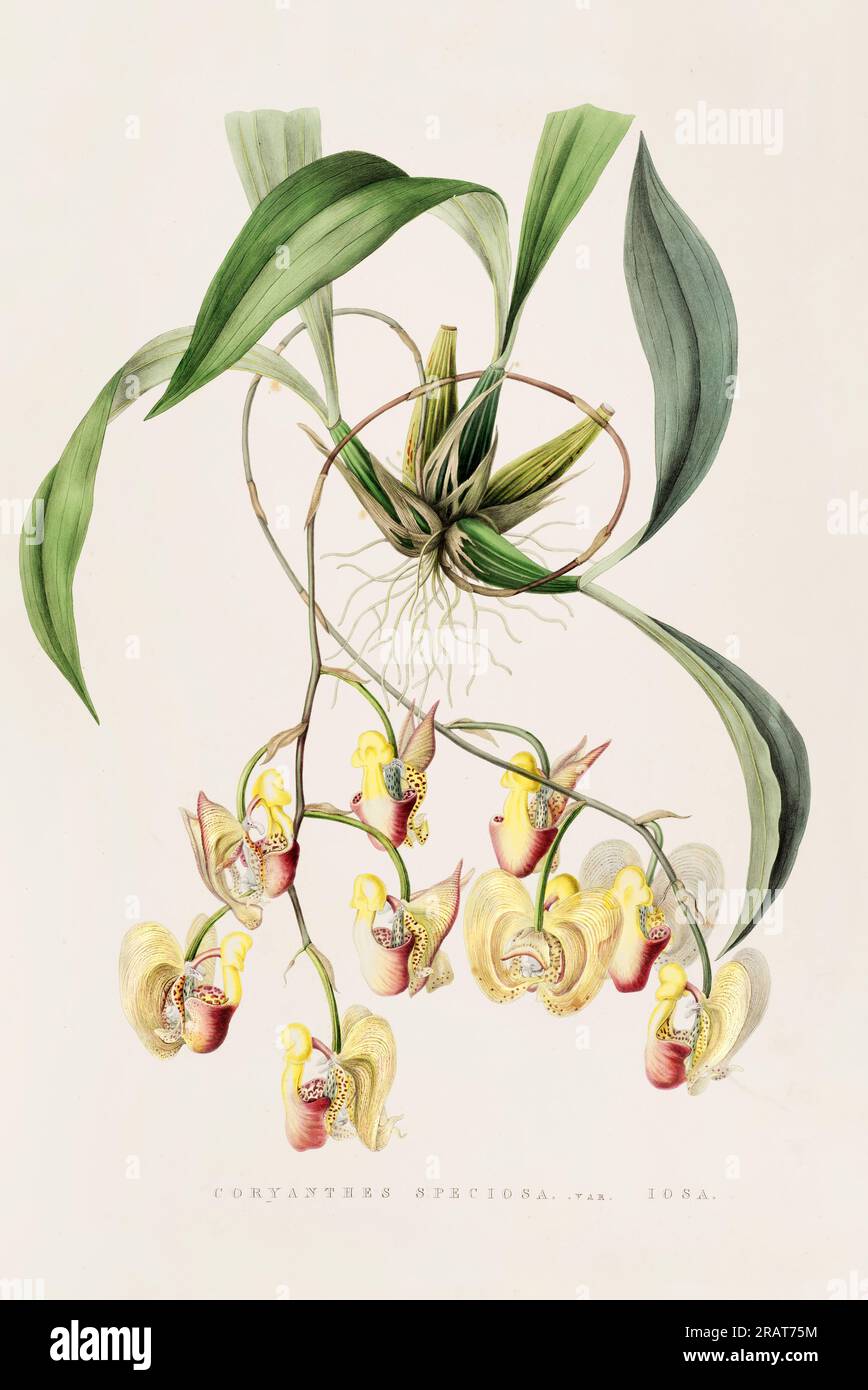 Stunning orchid plant and flowers indigenous to Mexico and Guatemala, meticulously painted during the 19th century. Stock Photo