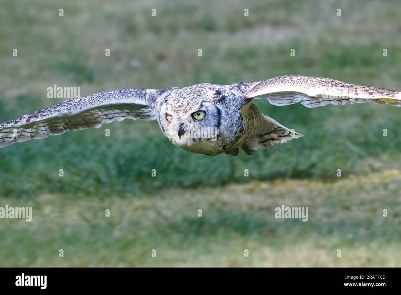 Great Horned Owl in flight Stock Photo