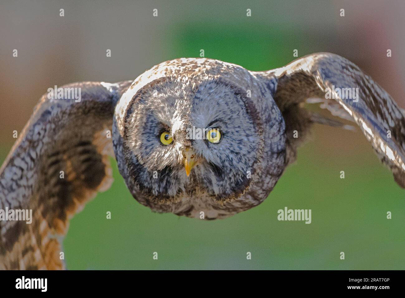 Great Grey Owl in flight Stock Photo