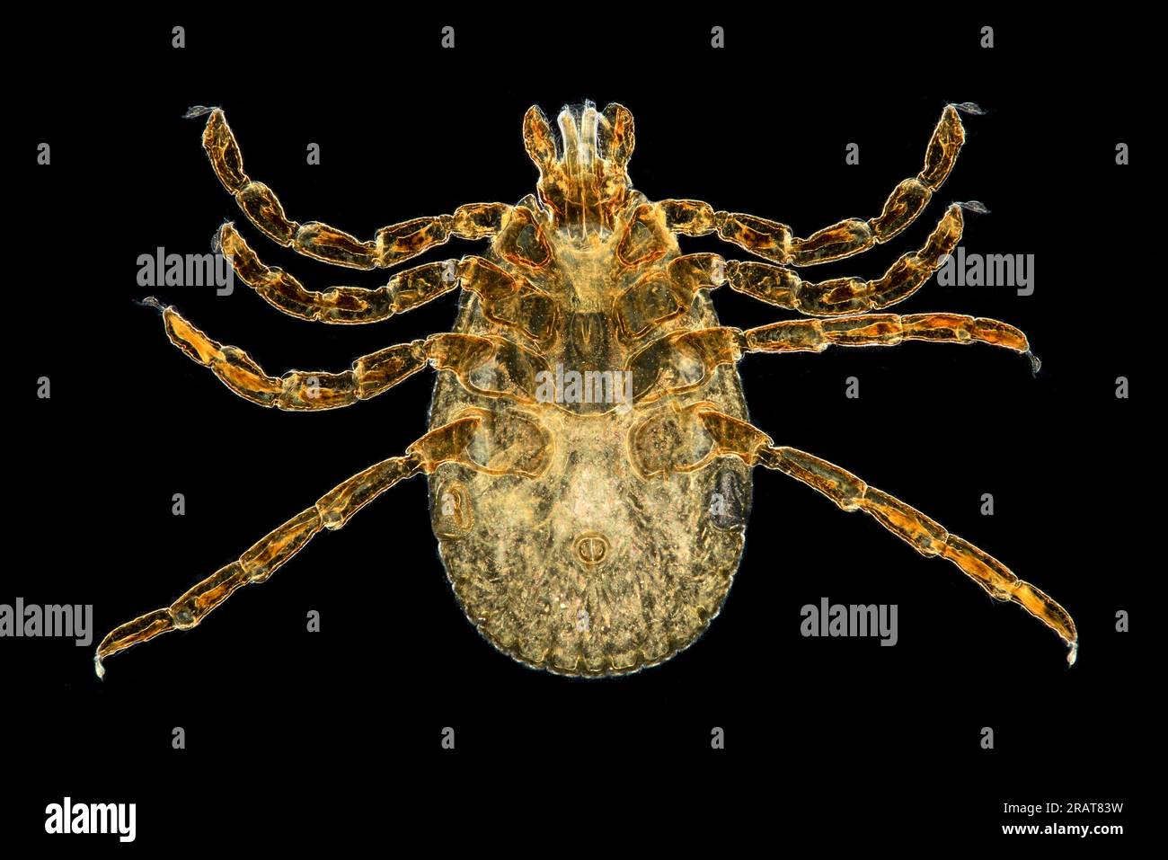 Rocky Mountain wood tick, female, Dermacentor andersoni. This tick is generally located in the northwest United States and sout Stock Photo