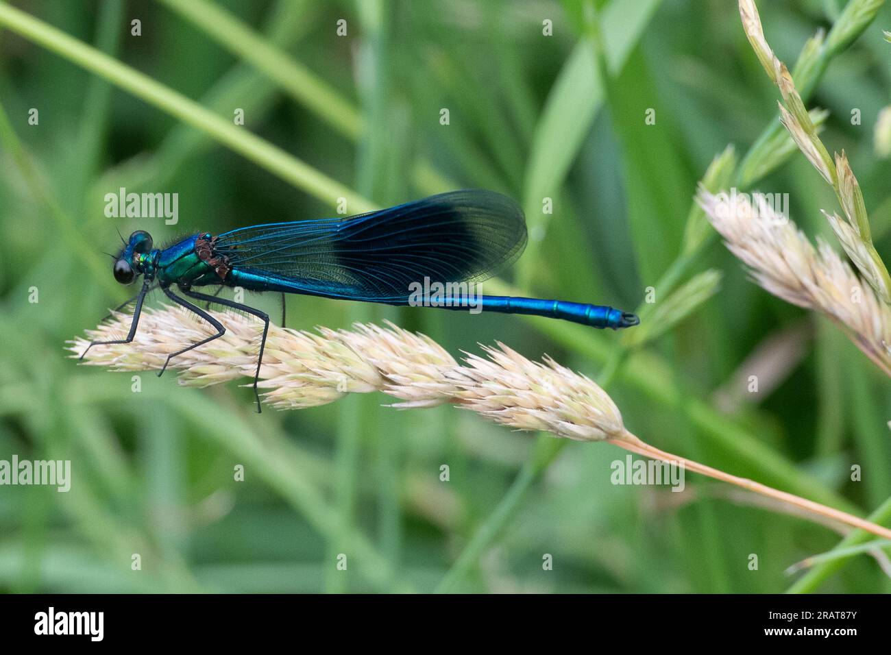 Eton Wick, Windsor, Berkshire, UK. 5th July, 2023. A pretty Banded Demoiselle. It is a species of damselfly belonging to the family Calopterygidae. It was a cooler day today with rain showers. Credit: Maureen McLean/Alamy Live News Stock Photo