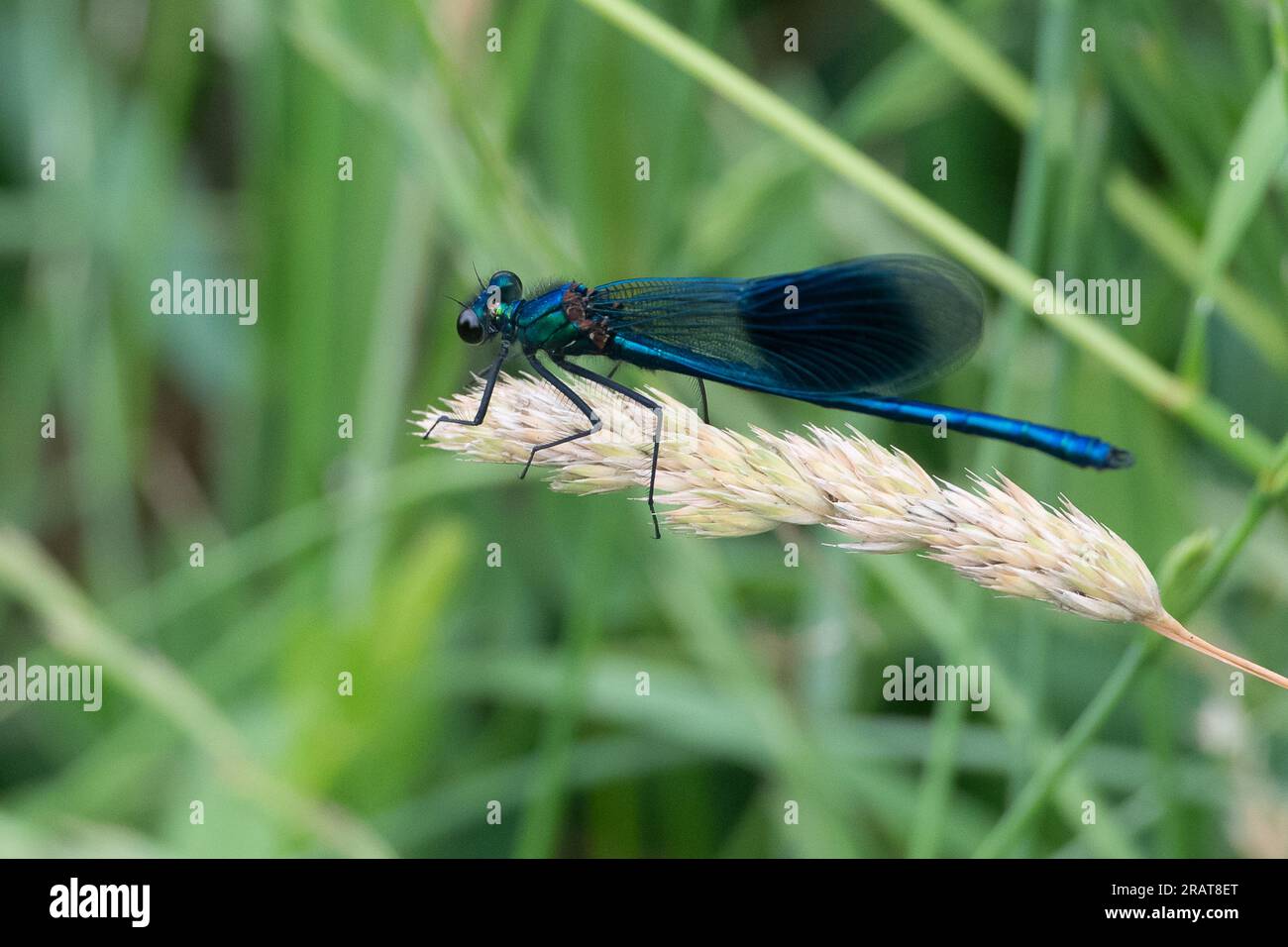 Eton Wick, Windsor, Berkshire, UK. 5th July, 2023. A pretty Banded Demoiselle. It is a species of damselfly belonging to the family Calopterygidae. It was a cooler day today with rain showers. Credit: Maureen McLean/Alamy Live News Stock Photo