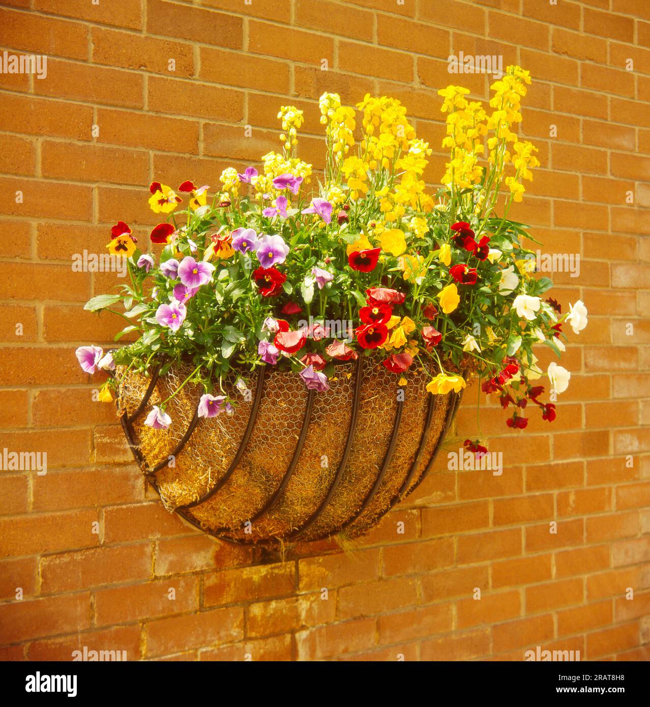 Wall Basket with pansies bolted to a brick wall Stock Photo Alamy