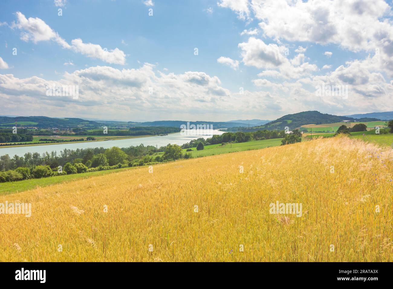 Pöchlarn: river Donau (Danube), view to Pöchlarn, field in Donau, Niederösterreich, Lower Austria, Austria Stock Photo