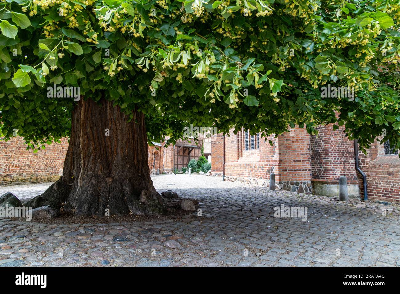 Under the linden tree Stock Photo Alamy