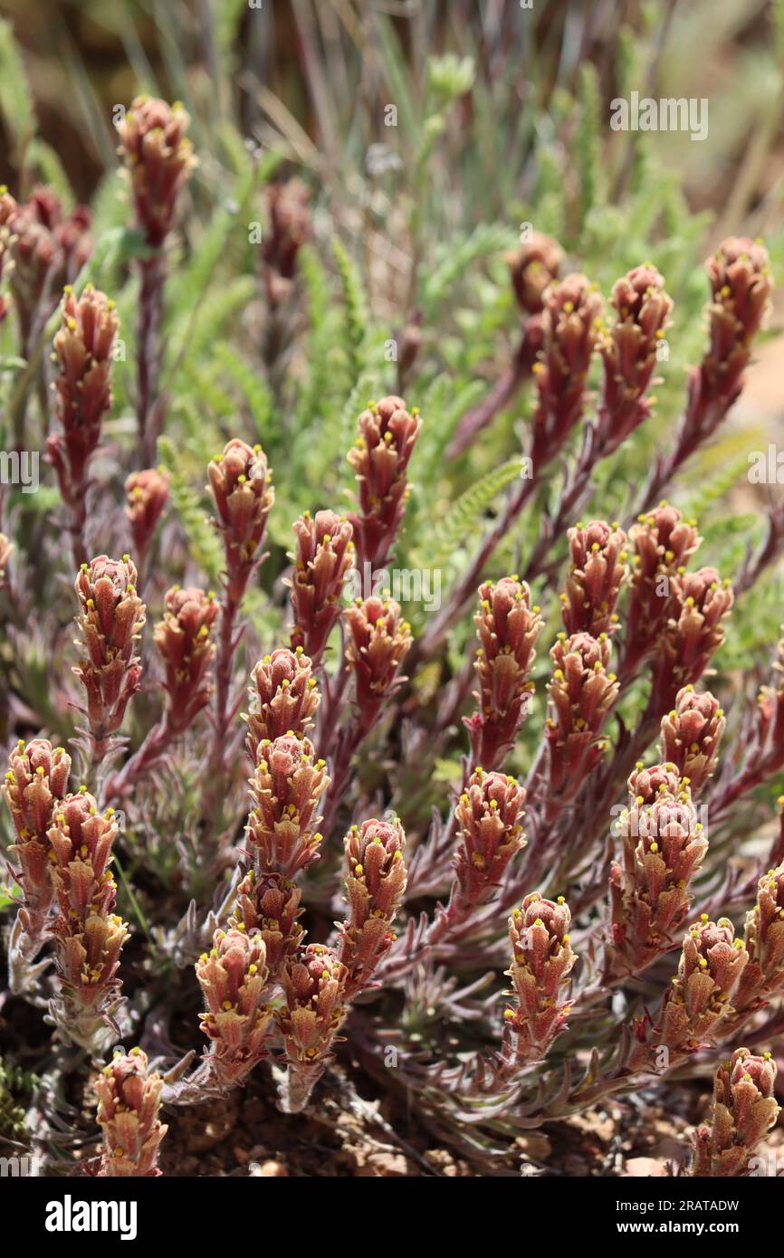 Ash Gray Paintbrush, Castilleja Cinerea, a native perennial herb with racemose spike inflorescences during spring in the San Bernardino Mountains. Stock Photo