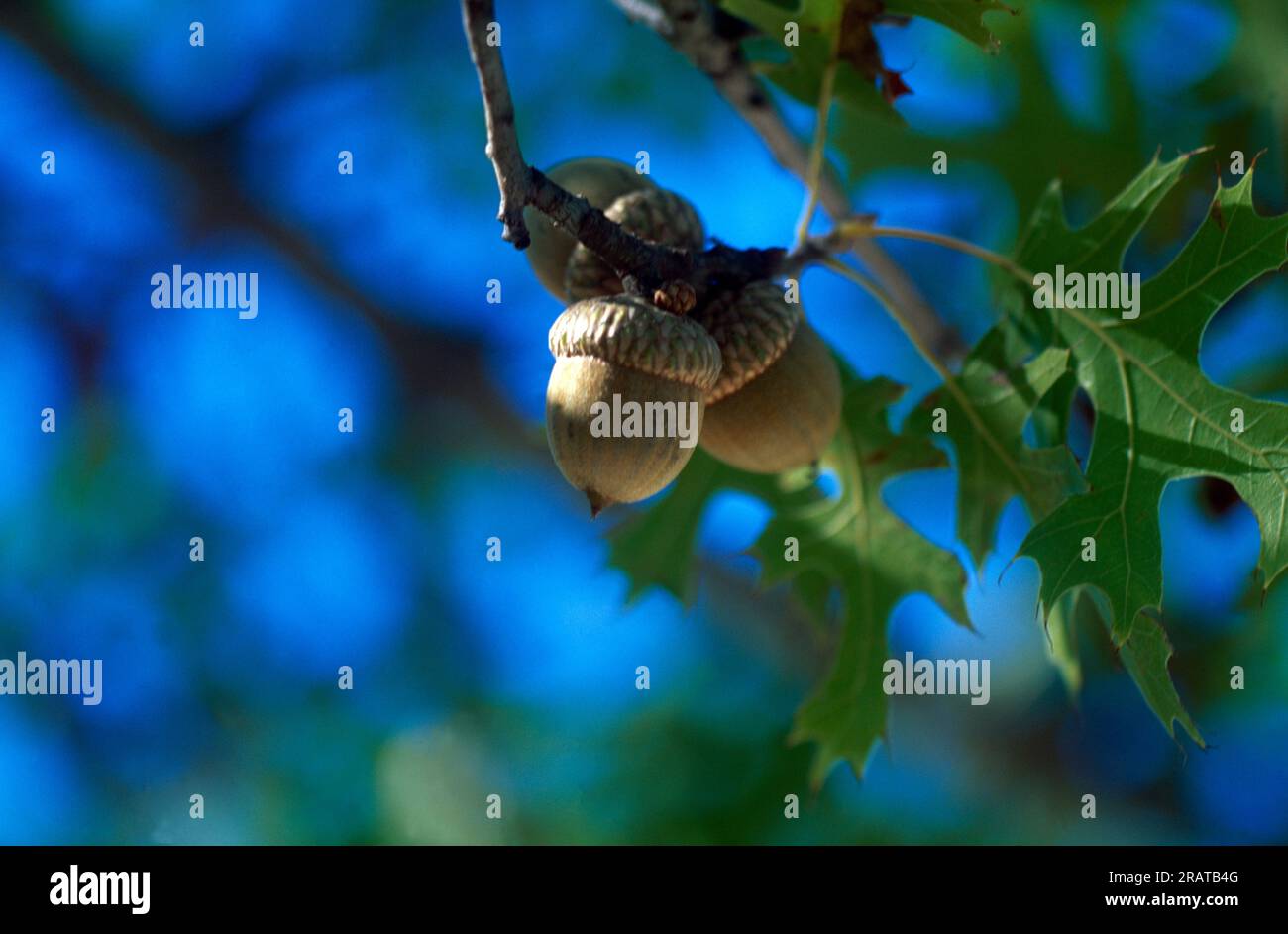 Acorns Growing on Oak Tree Texas USA Stock Photo Alamy