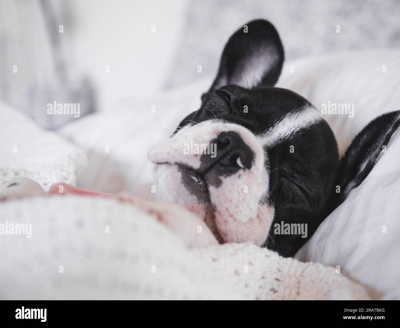 Cute puppy lying on the bed in the living room Stock Photo - Alamy