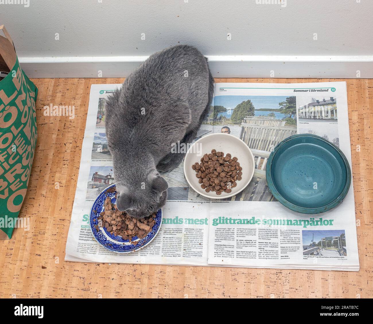 Russian blue cat at its feeding place Stock Photo